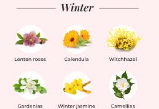 Seasonal Blooms: The Best Flowers to Buy Throughout the Year