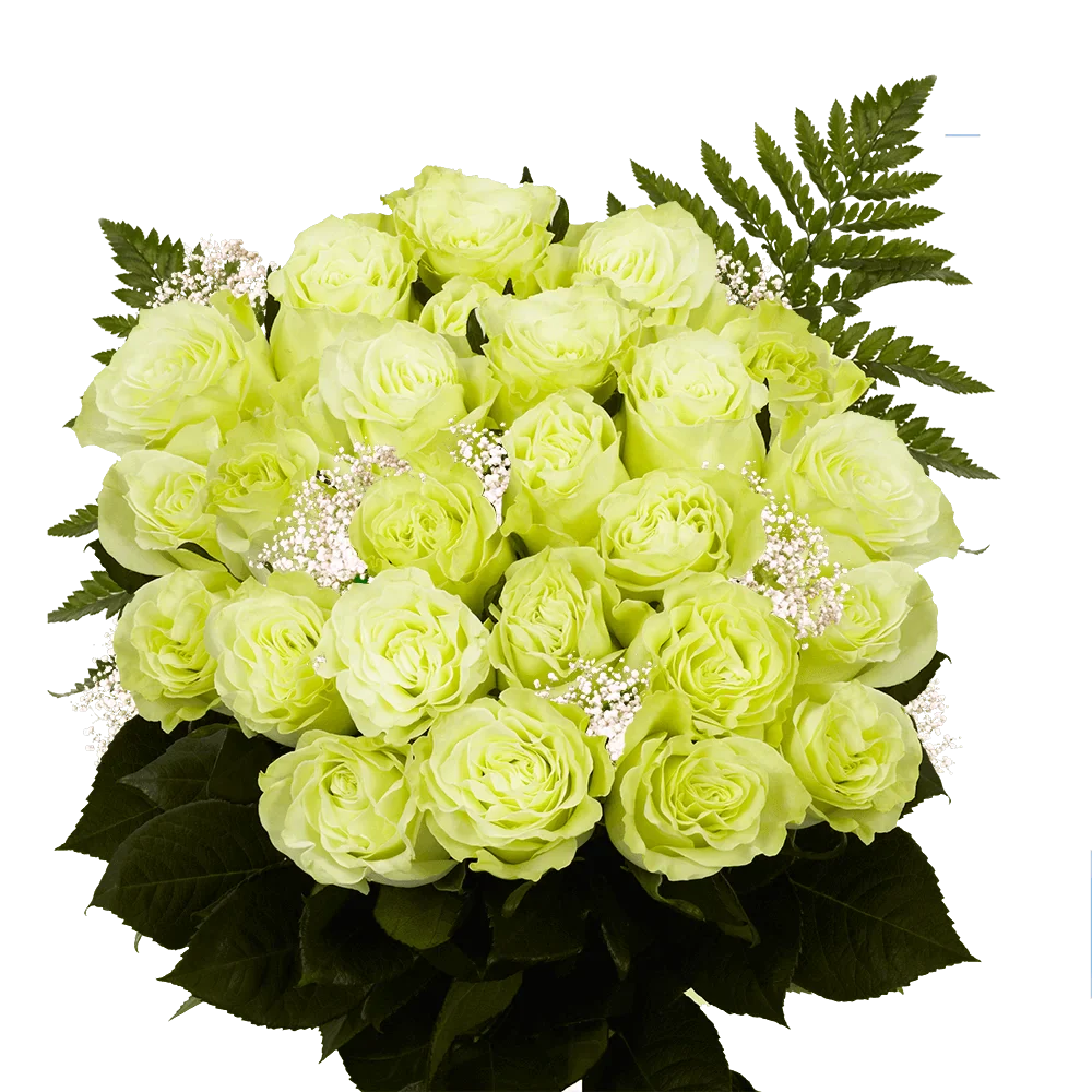 Two Dozen Green Roses with Baby's breath and Green- Fresh Flower Delivery