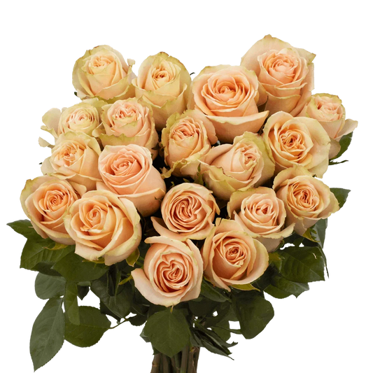 50 Stems of Peach High and Arena Roses- Beautiful Fresh Cut Flowers- Express Delivery