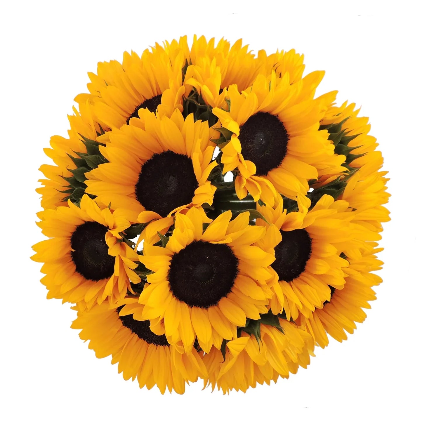 Sunflower - Yellow - Fresh Cut Flowers - 40 Stems - by Bloomingmore