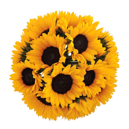 Sunflower - Yellow - Fresh Cut Flowers - 40 Stems - by Bloomingmore