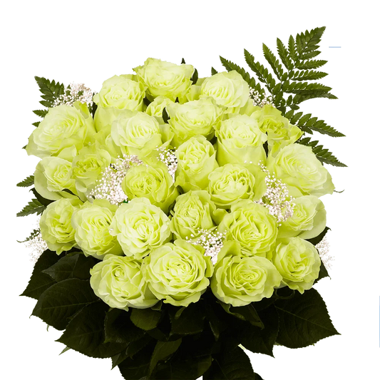 Two Dozen Green Roses with Baby's breath and Green- Fresh Flower Delivery